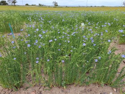 Click for 1 image(s) for this accession.